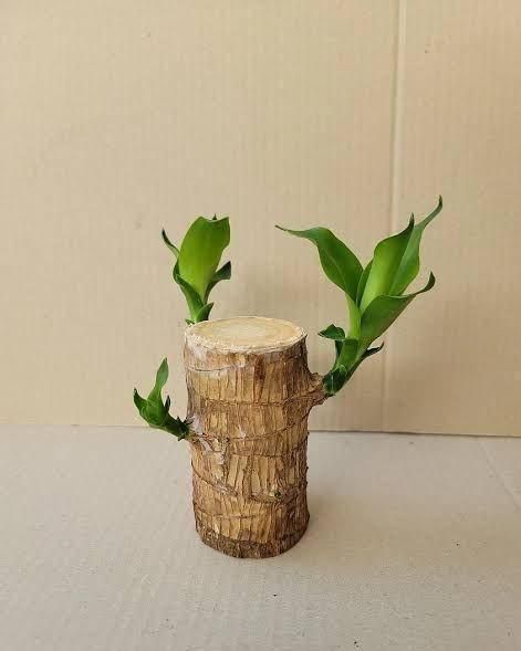 Brazilian Lucky Wood – Mini Home Plant Decoration