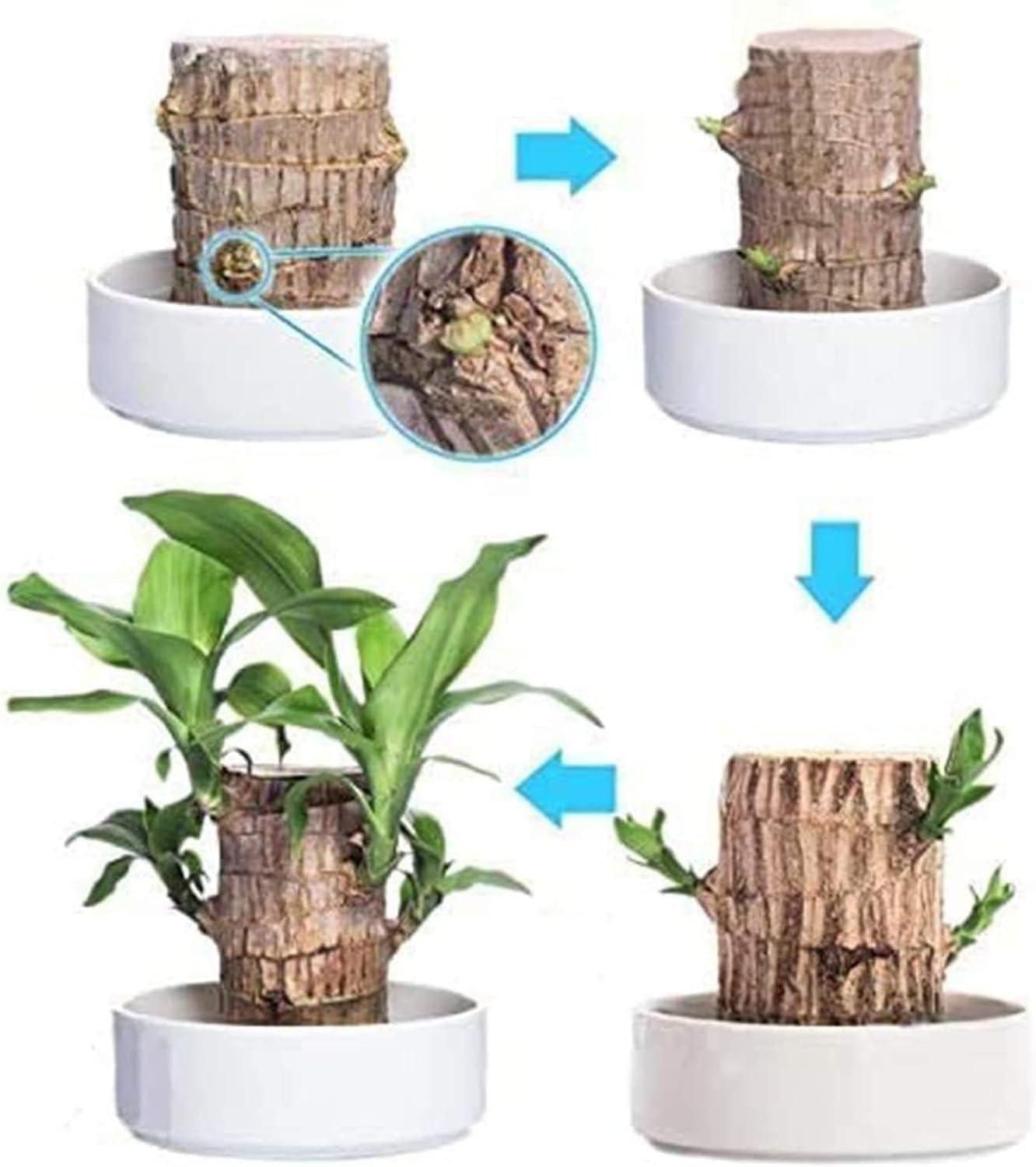 Brazilian Lucky Wood – Mini Home Plant Decoration