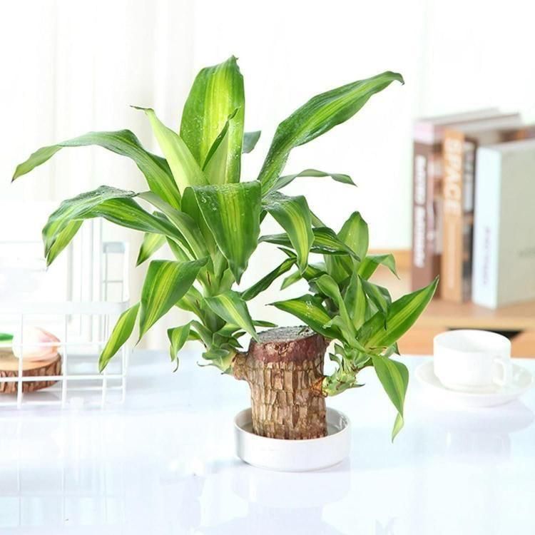 Brazilian Lucky Wood – Mini Home Plant Decoration